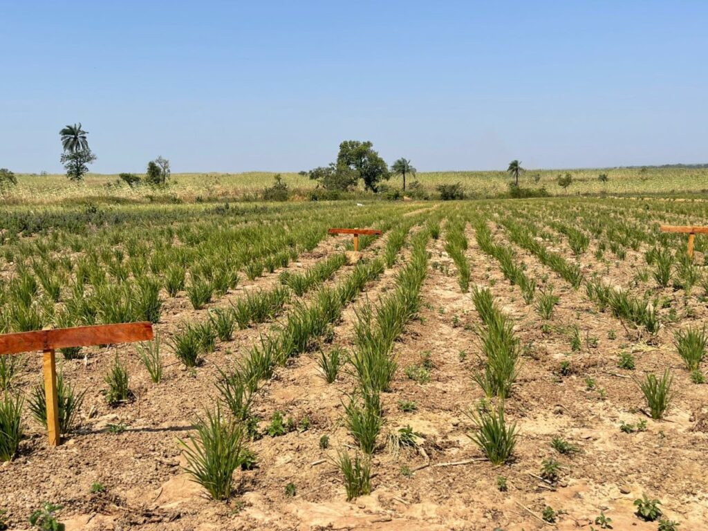 "A wide-angle shot of a BGL demonstration plot in Kebbi State, showing organized rows of GAWAL R1 rice variety planted with precise standard spacing to demonstrate Good Agricultural Practices